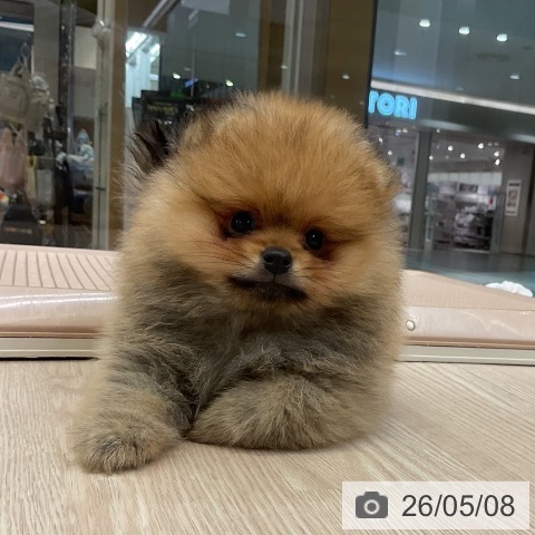 大阪府のポメラニアン (ペットプラス ららぽーと和泉店/2026年3月3日生まれ/男の子/オレンジ)の子犬の3枚目の画像