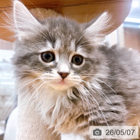 ブリティッシュロングヘアの写真