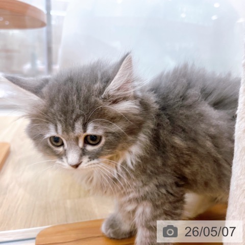 ブリティッシュロングヘアの写真