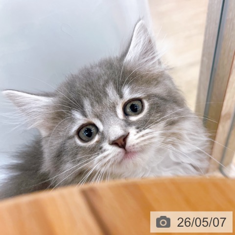 ブリティッシュロングヘアの写真