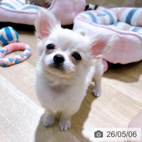チワワの写真