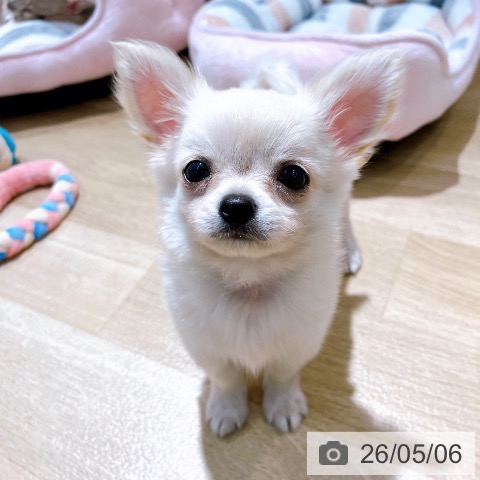 チワワの写真