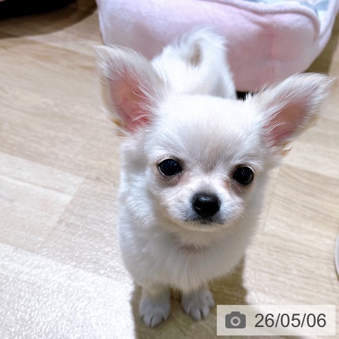 チワワの写真