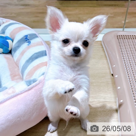 チワワの写真
