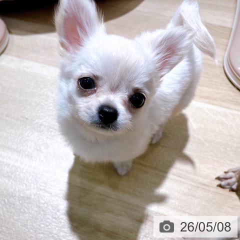 チワワの写真