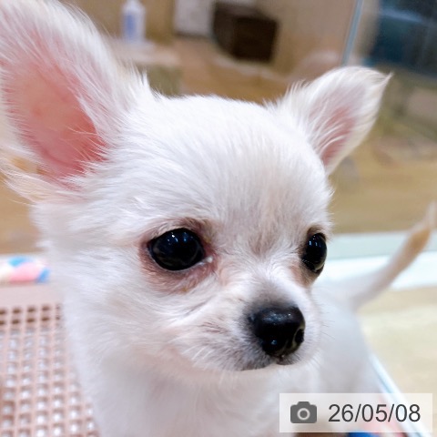 チワワの写真