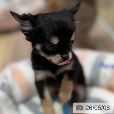チワワの写真