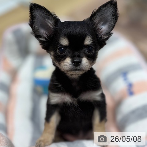 チワワの写真