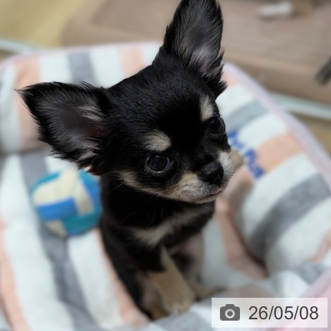 チワワの写真