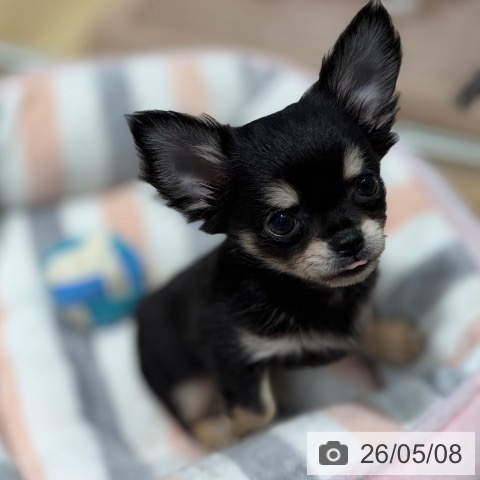 チワワの写真