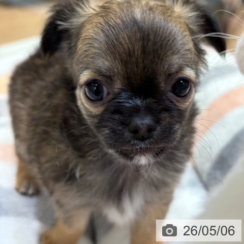 チワワの写真