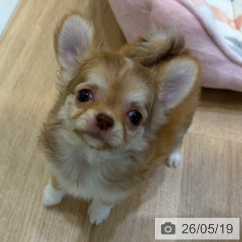 チワワの写真