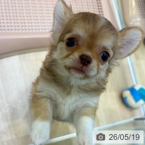 チワワの写真