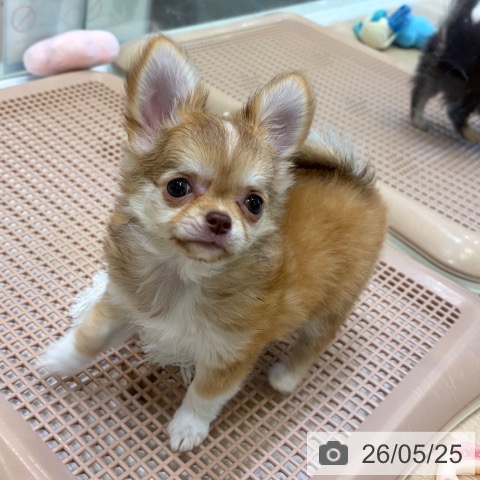 チワワの写真