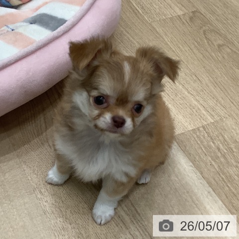 チワワの写真