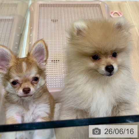 チワワの写真