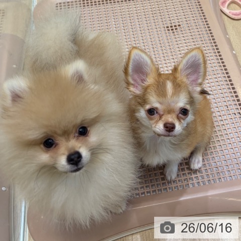 チワワの写真