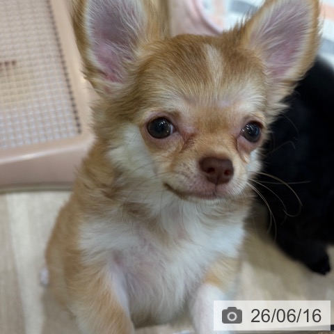チワワの写真