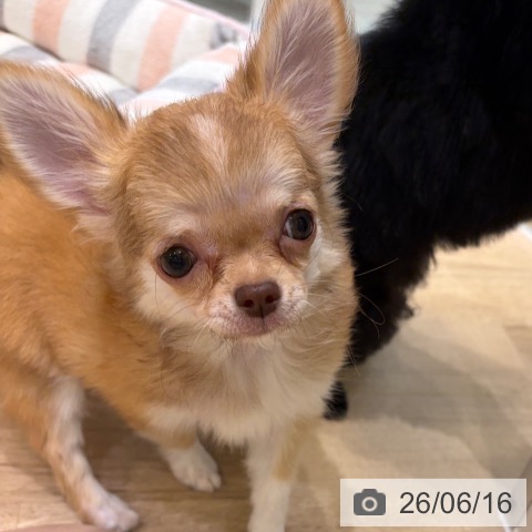 チワワの写真