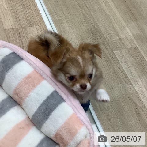 チワワの写真
