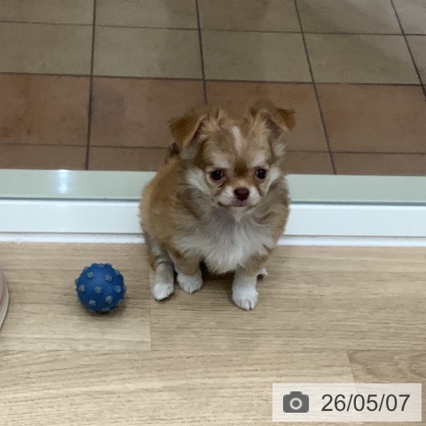 チワワの写真