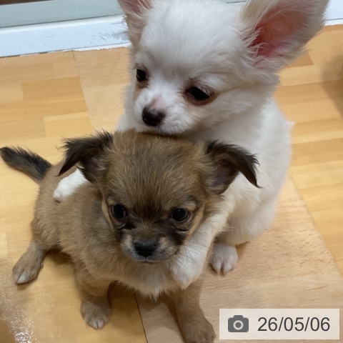 チワワの写真