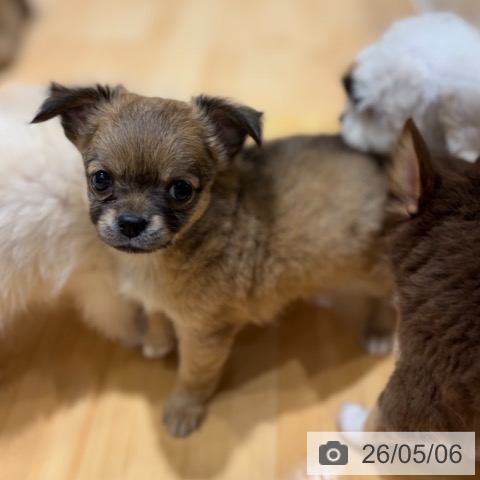 チワワの写真
