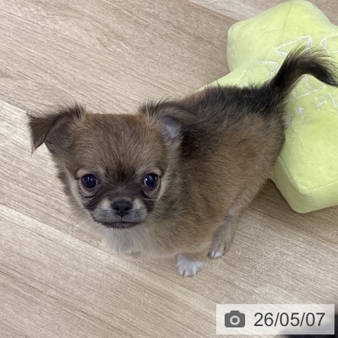 チワワの写真