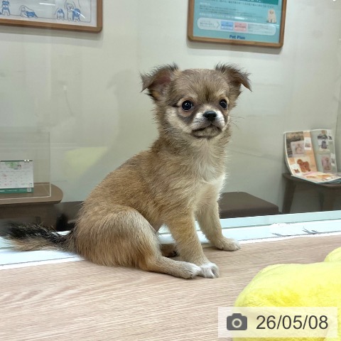 チワワの写真