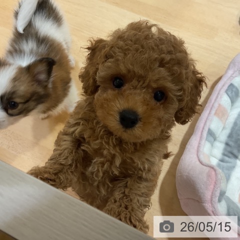 奈良県のトイプードル(トイ) (ペットプラス 大和郡山店/2026年3月8日生まれ/男の子/レッドフォーン)の子犬の4枚目の画像