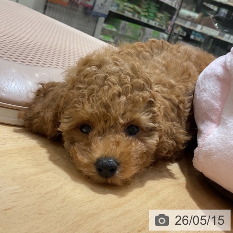 奈良県のトイプードル(トイ) (ペットプラス 大和郡山店/2026年3月8日生まれ/男の子/レッドフォーン)の子犬の3枚目の画像