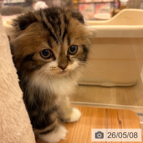 スコティッシュフォールドの写真