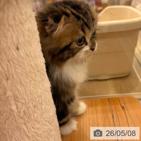 スコティッシュフォールドの写真