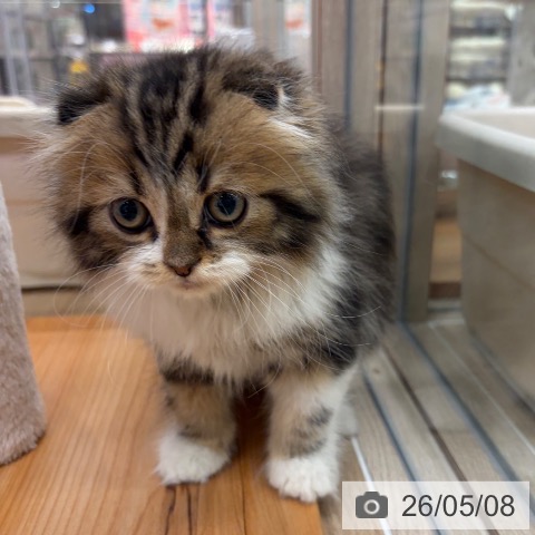 スコティッシュフォールドの写真