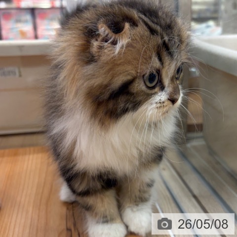 スコティッシュフォールドの写真