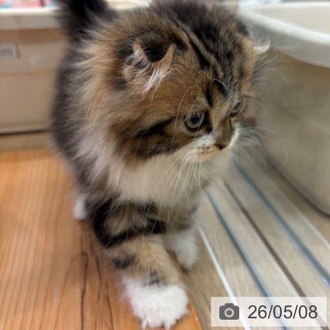 スコティッシュフォールドの写真