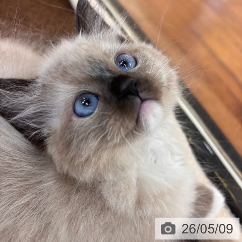 ラグドールの写真