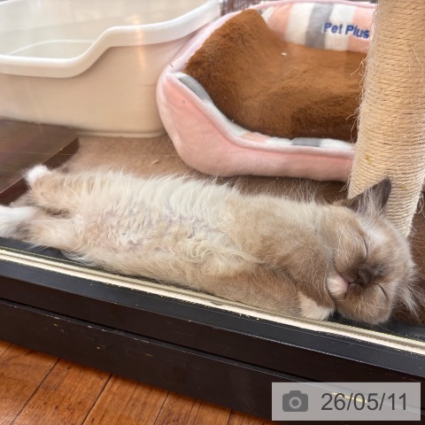 京都府のラグドール (ペットプラス 久御山店/2026年3月5日生まれ/男の子/シールリンクスポイント)の子猫の4枚目の画像