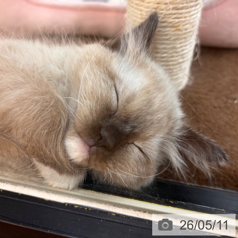 京都府のラグドール (ペットプラス 久御山店/2026年3月5日生まれ/男の子/シールリンクスポイント)の子猫の3枚目の画像