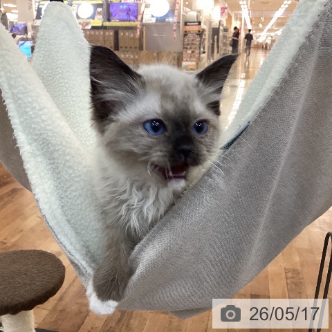 京都府のラグドール (ペットプラス 久御山店/2026年3月5日生まれ/男の子/シールリンクスポイント)の子猫の4枚目の画像