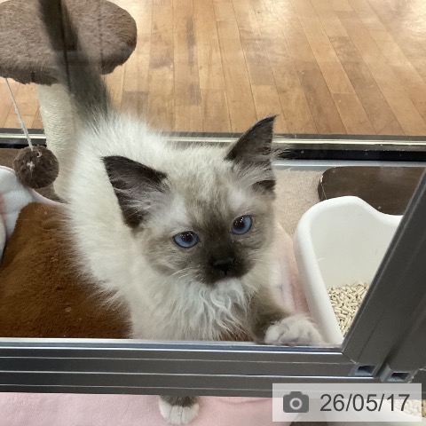 京都府のラグドール (ペットプラス 久御山店/2026年3月5日生まれ/男の子/シールリンクスポイント)の子猫の3枚目の画像
