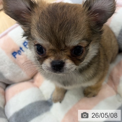 チワワの写真
