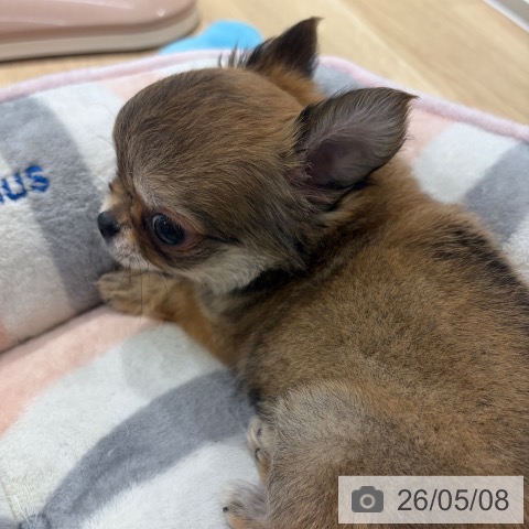 チワワの写真