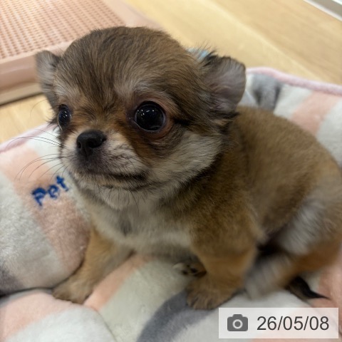 チワワの写真