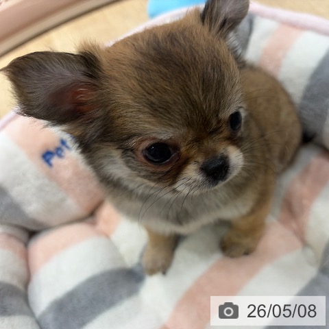 チワワの写真