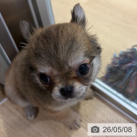 チワワの写真