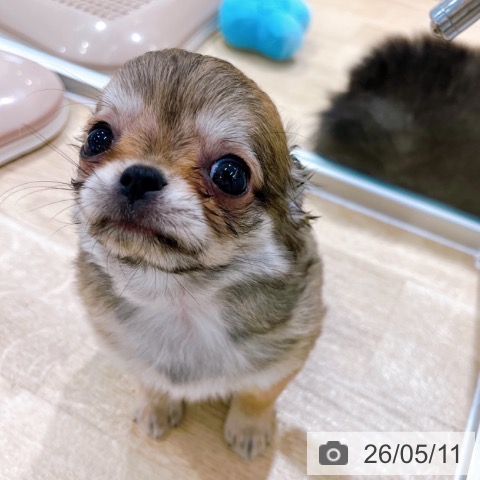 チワワの写真
