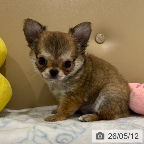 大阪府のチワワ(ロング) (ペットプラス イオン大日店/2026年3月8日生まれ/男の子/レッド)の子犬の3枚目の画像