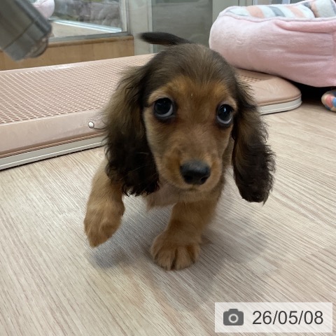ミニチュア・ダックスフンドの写真