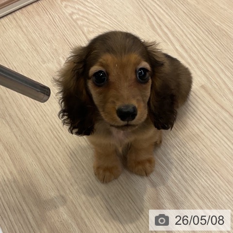 ミニチュア・ダックスフンドの写真